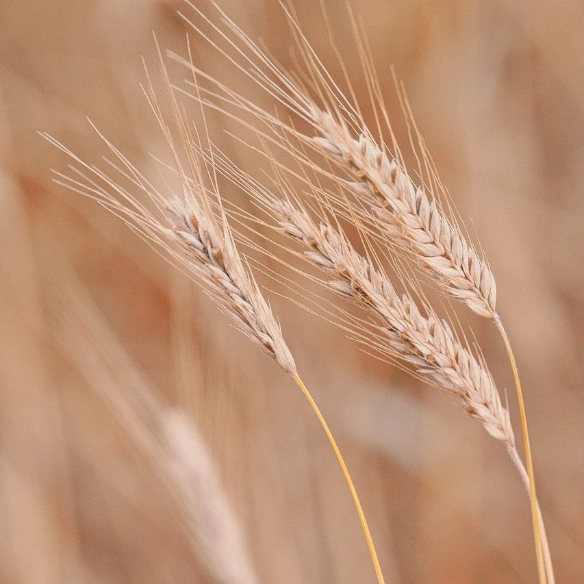 cropped-wheat-9659385_1280.jpg